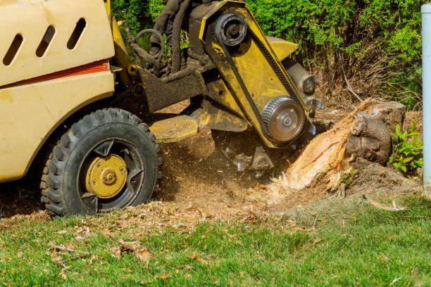 Professional Tree Services in Oxford, MI